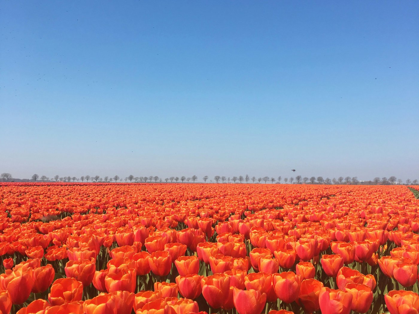 Pola tulipanów w Holandii